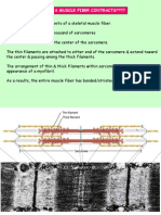 How A Muscle Fiber Contracts????