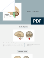 NEUROANATOMÍA (Resumida) 2