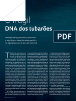 O Frágil DNA Dos Tubarões