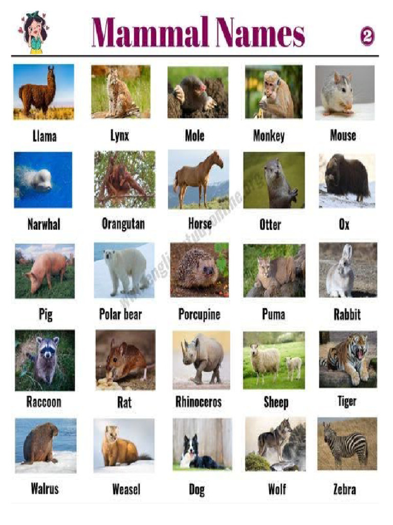 Mammals | PDF