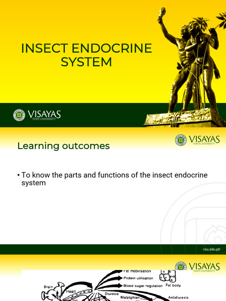 Insect Endocrine and Circulatory Systems | PDF | Hormone | Insects