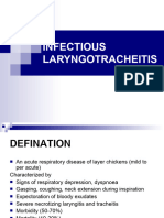 Infectious Laryngotracheitis