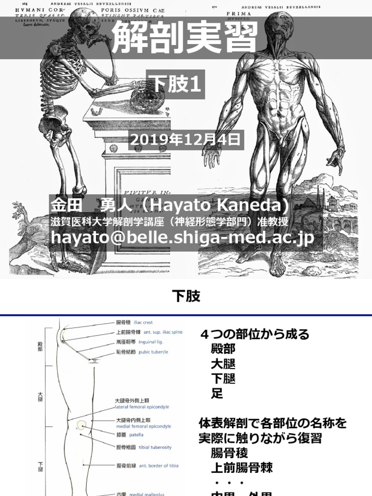 海外最新 Gross Anatomy | PDF 健康・医学