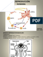 Reproducción Humana