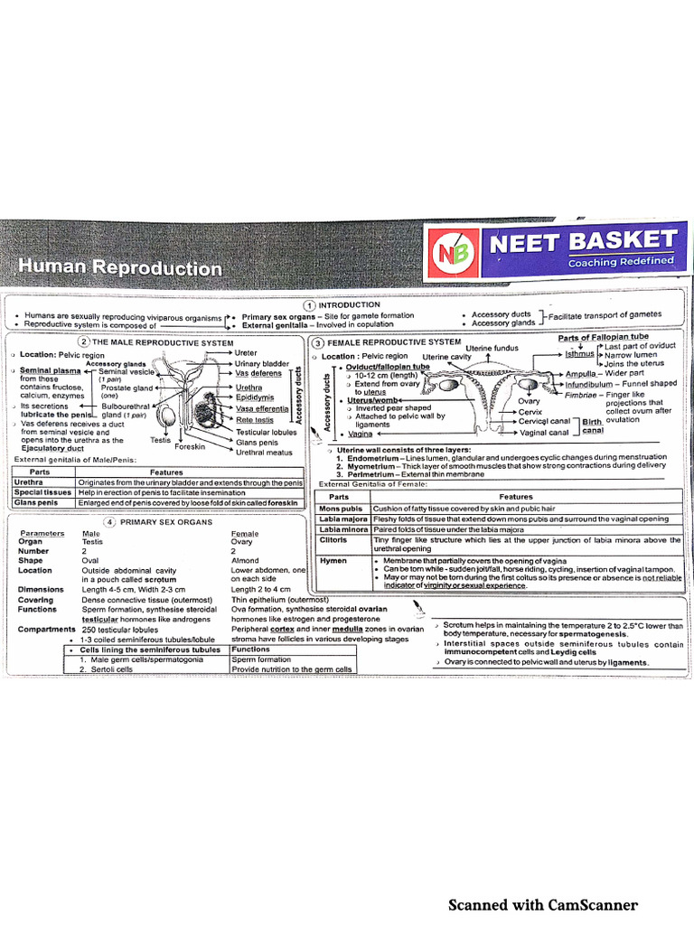 Human reproduction key notes pdf