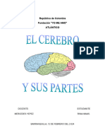 El Cerebro Parte y Funciones