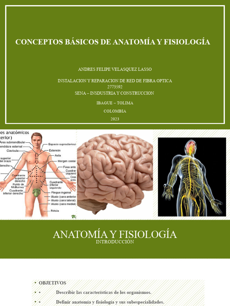 Anatomia Y Fisiologia Pdf Rayo X Ct Scan