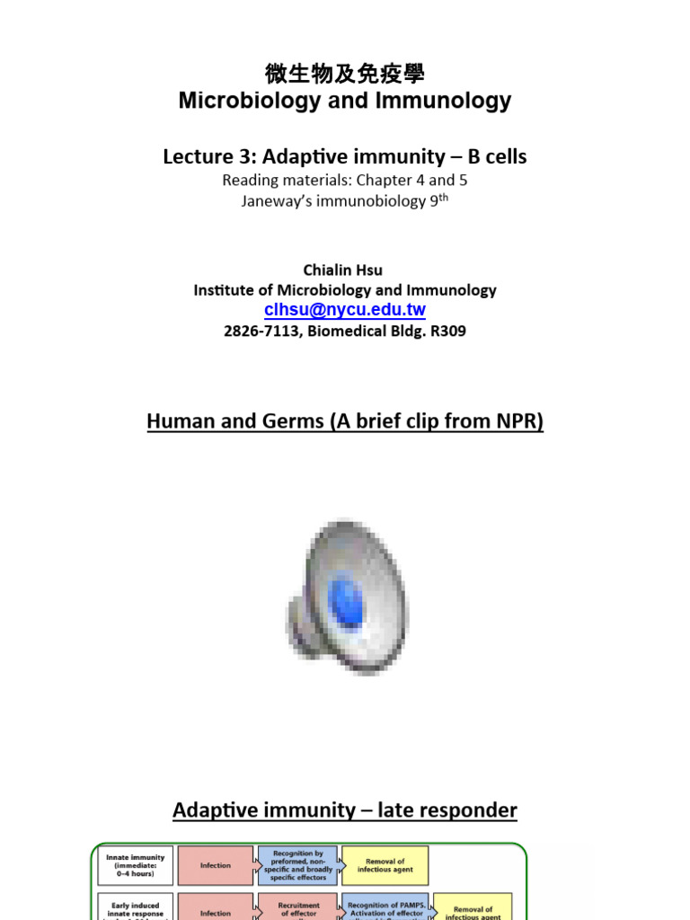 Adaptive Immunity: B Cells Overview | PDF | Antibody | B Cell