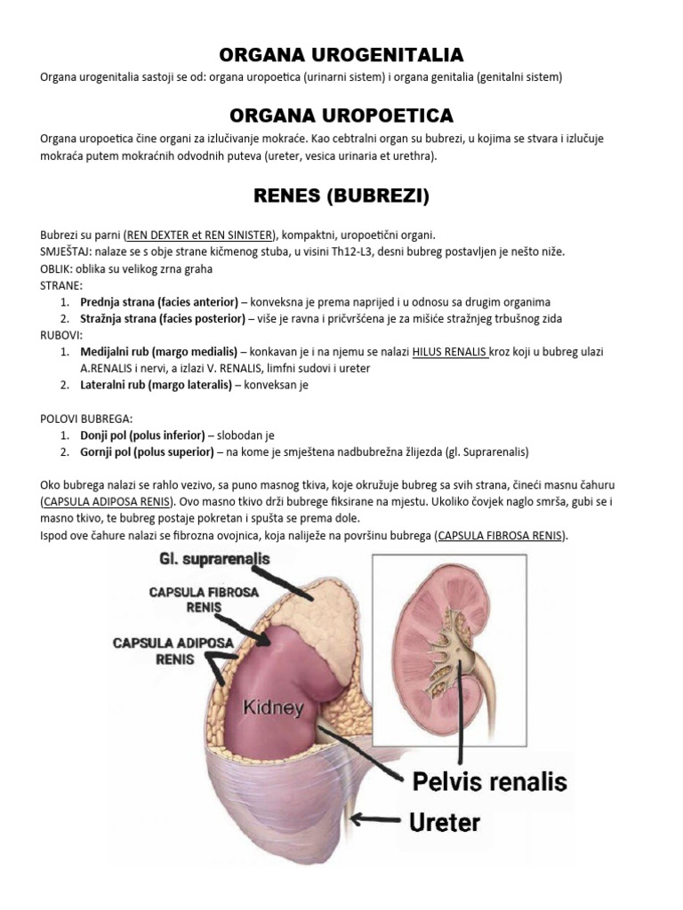 Urinarni Sistem | PDF