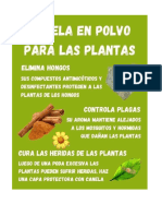 Canela Plantas