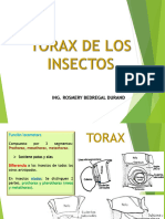 Morfología TORAX