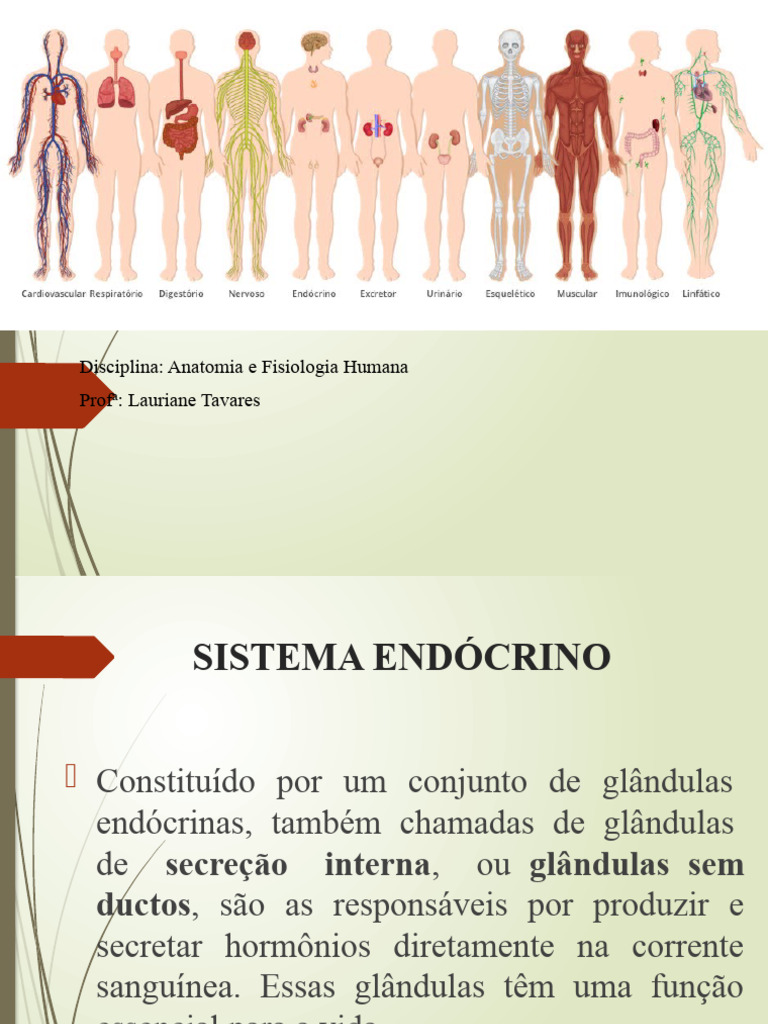 Aula Anatomia Iii Pdf