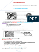 Quelle Est L'ultrastructure de La Cellule Eucaryote ?