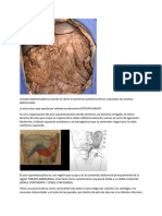 Tronco Celíaco y Piso Suprasegmentario - Anatomía