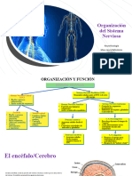 Clase Sistema Nervioso Central. 2da Parte