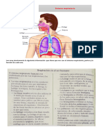 Ciencias Naturales Taller # 9 Sistema Respiratorio.