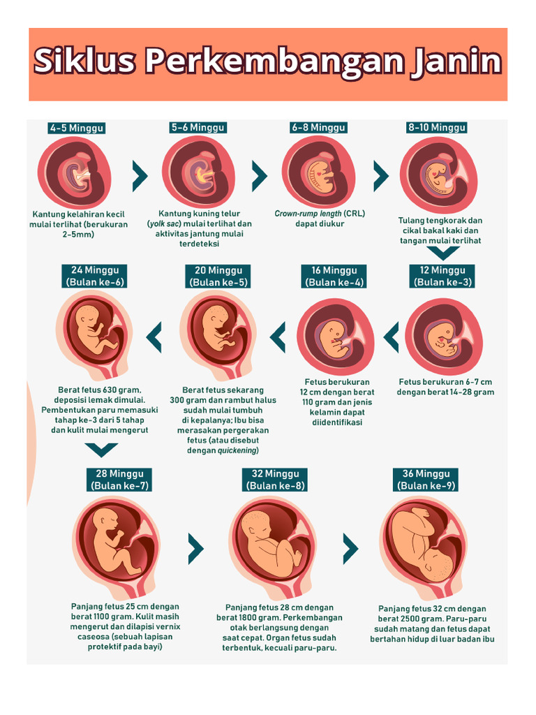 White Brown Pastel Simple Fetal Development Poster | PDF
