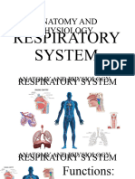 Anatomy and Physiology Respiratory System Group 1