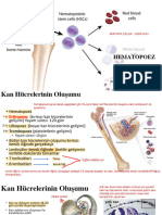 HEMATOPOEZ