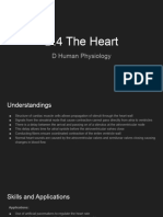 Option D - Unit 4 - The Heart