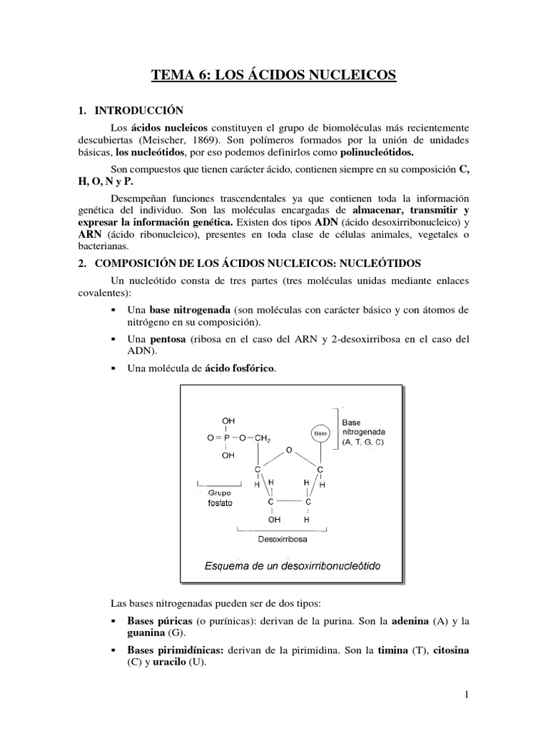 Estructura y Funciones de Ácidos Nucleicos | PDF