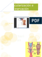 Vascularización e Inervación Glandula Tiroides