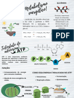 Metabolismo Energético!