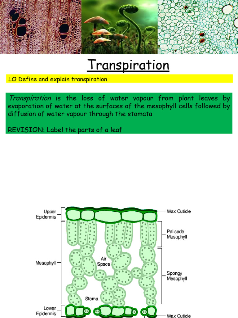 Understanding Plant Transpiration | PDF | Stoma | Leaf