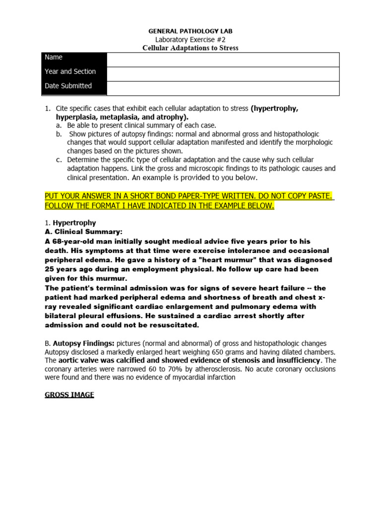 Lab activity 2 cellular adaptations to stress pdf cardiac muscle
