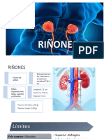 RIÑONES