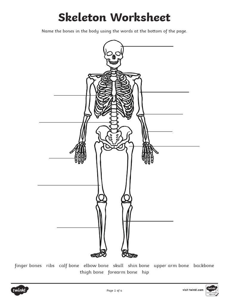 Human Skeleton Worksheet Guide | PDF | Bone | Skeleton