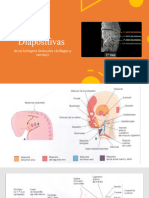 Arcos Faringeos - Diapositivas