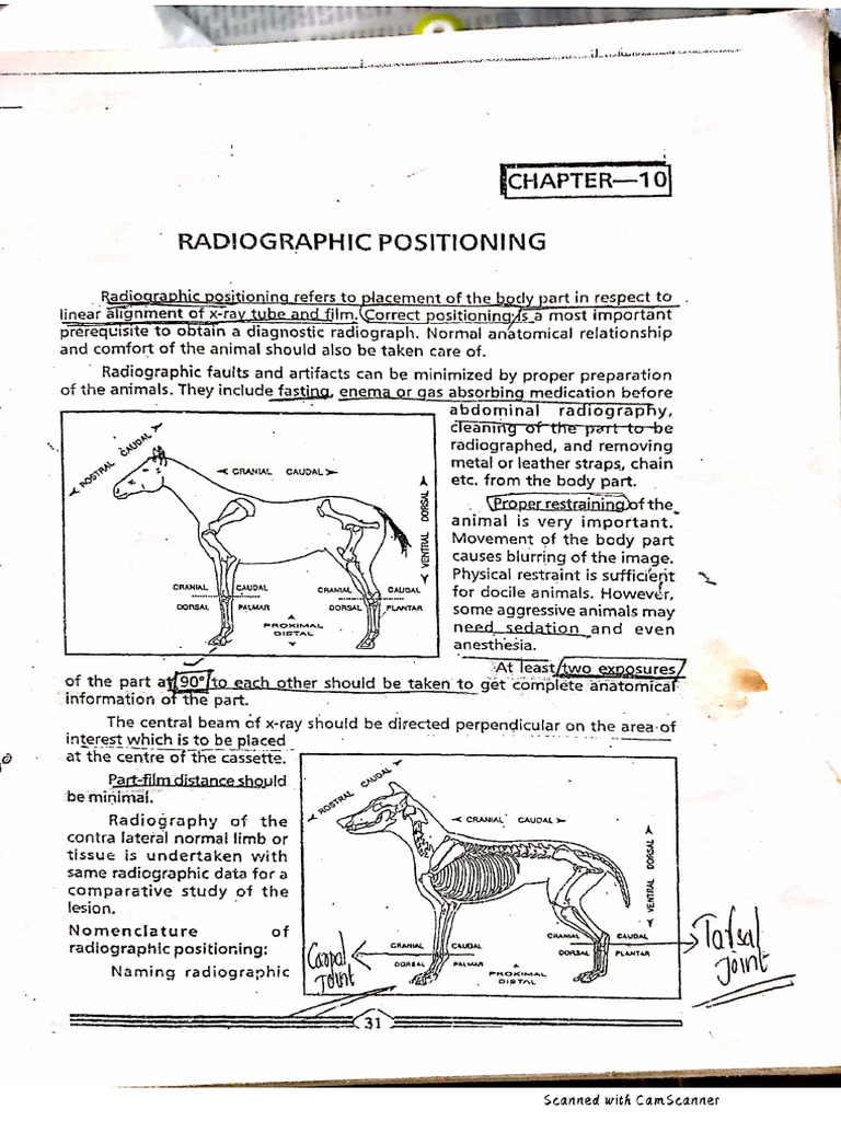 Radiology Vetë | PDF
