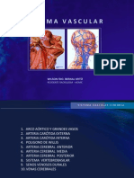 Anatomia Vascular Cerebral. Wilson