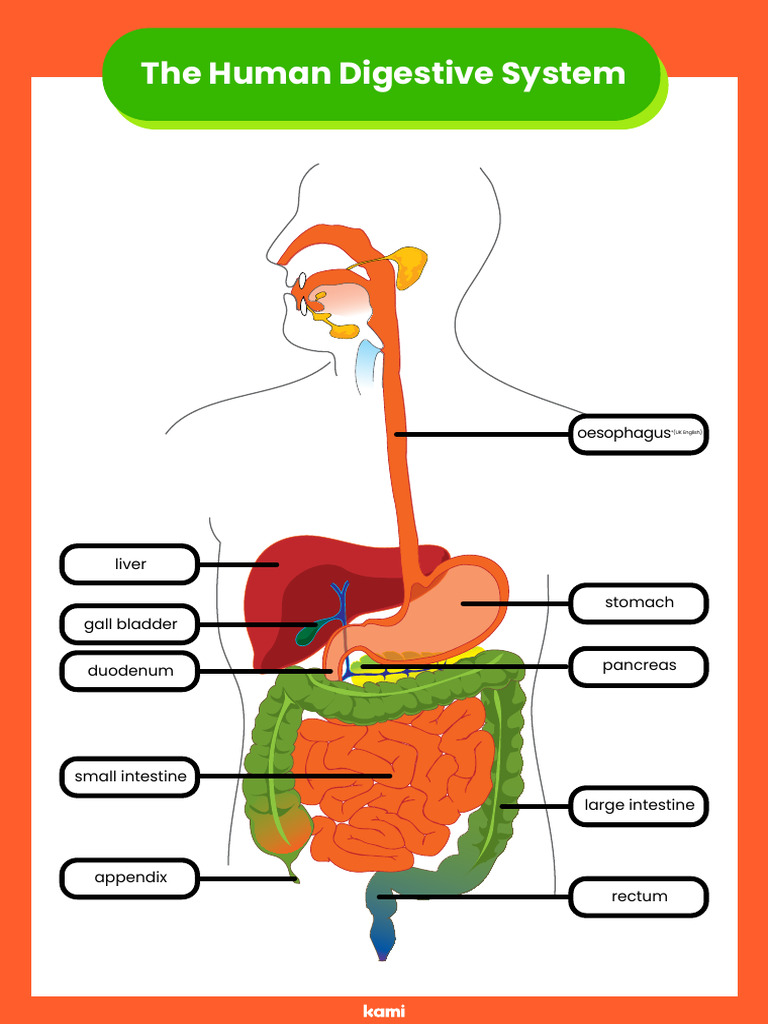 Digestive System Answer Key PDF Digestive System Answer Key PDF