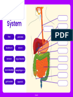 Digestive System_Drag and Drop