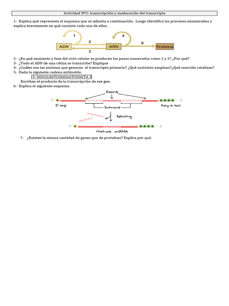 Actividad #2 Transcripción y Maduración Del Transcripto | PDF
