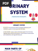 Urinary System