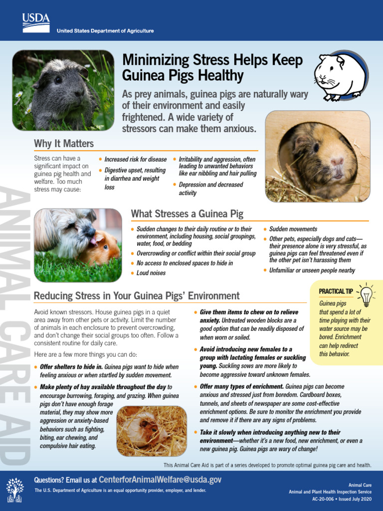 Guinea Pig Vitamin C Stress Levels preview