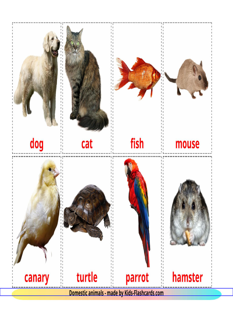 Domestic Animals 8 A4 | PDF