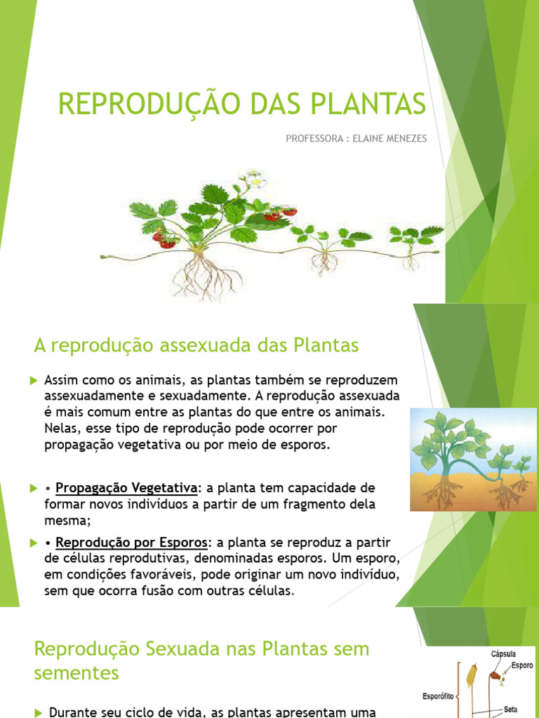 Ciclo Reprodutivo Das Plantas Terra Online: Ciclo De Vida Dos Musgos