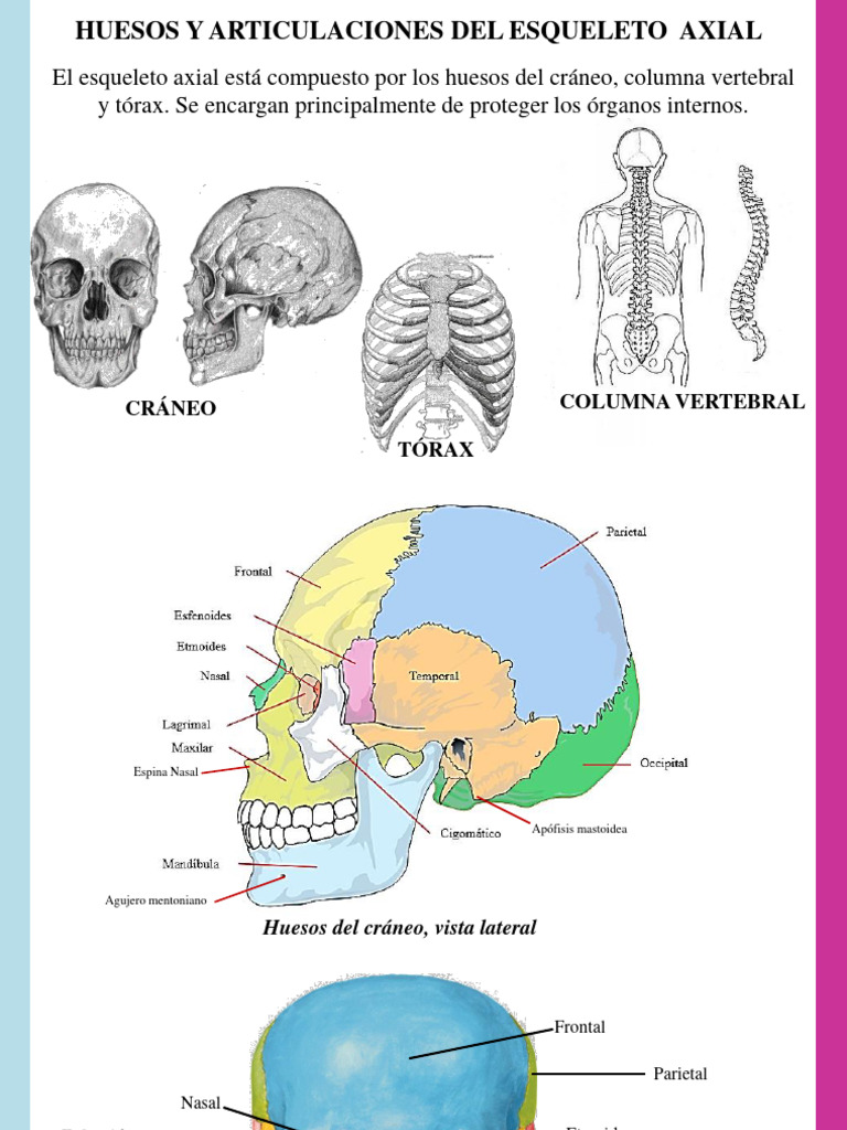Huesos y Articulaciones del Esqueleto Axial | PDF | Vértebra | La ...