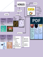 Mapa Conceptual de Los Hongos 4