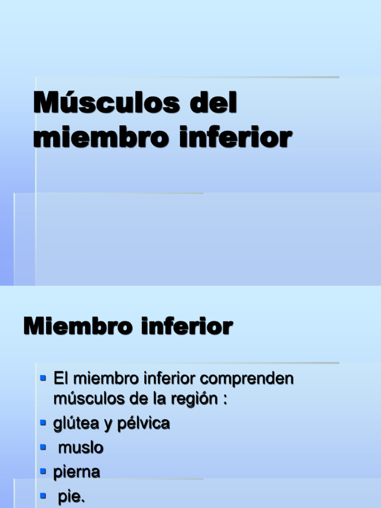 Músculos del Miembro Inferior | PDF | Pie | Dedo del pie