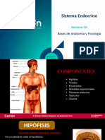 Sistema Endocrino