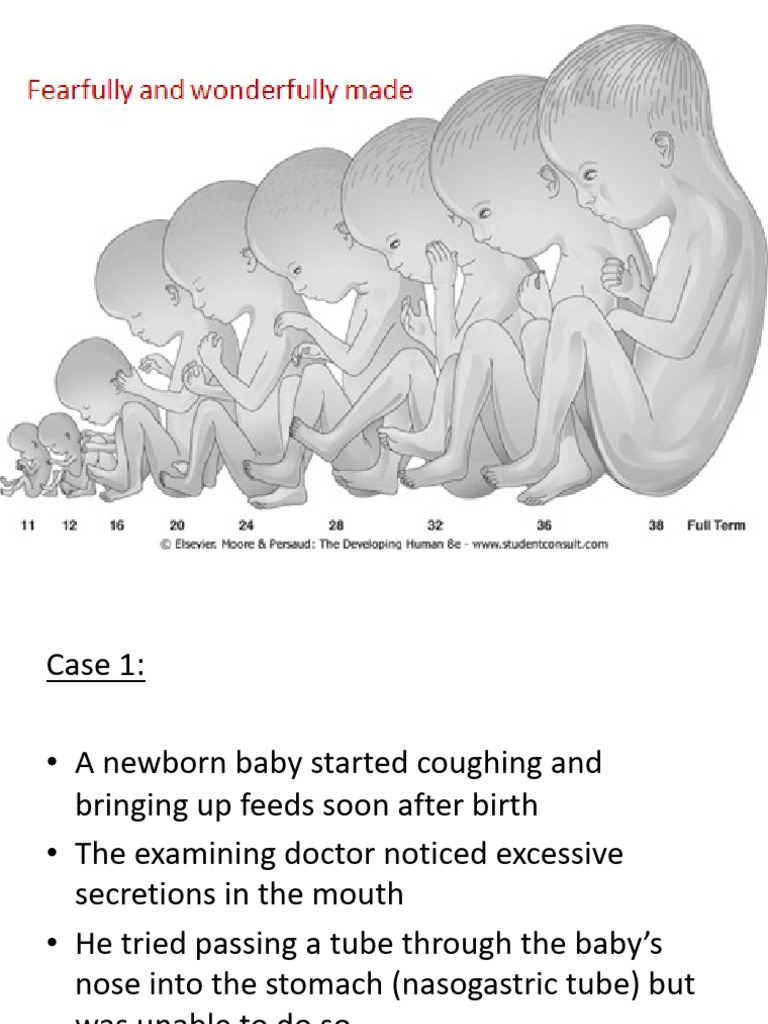 Development of Respiratory System | PDF