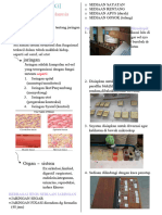 HISTOLOGI