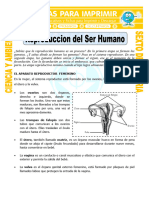 Ficha Reproduccion Del Ser Humano para Sexto de Primaria