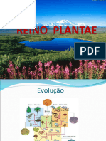 Reino Plantae Metaphyta