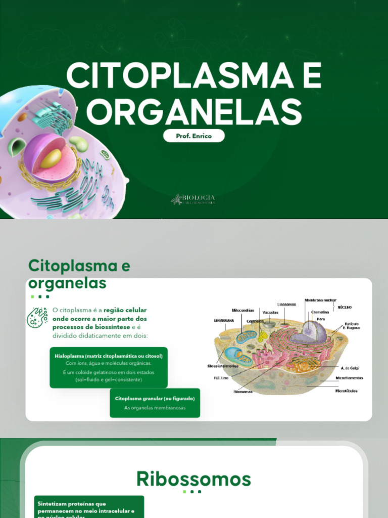 Funções e Estruturas do Citoplasma | PDF | Célula (Biologia) | Lisossoma